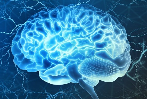 The brain and nerves